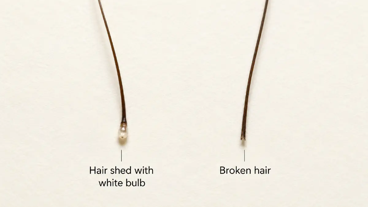 Comparing hair strands with a root bulb versus a broken mid-shaft end