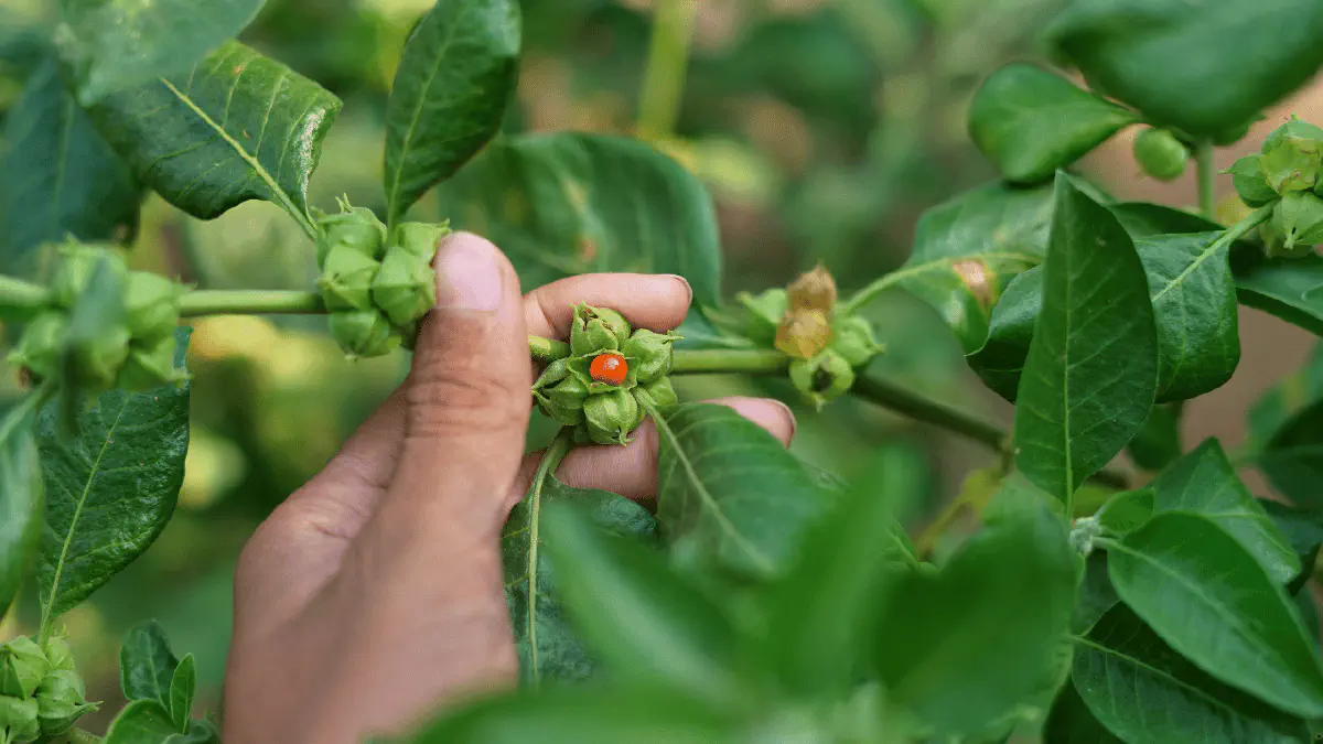 Ashwagandha (Withania Somnifera)