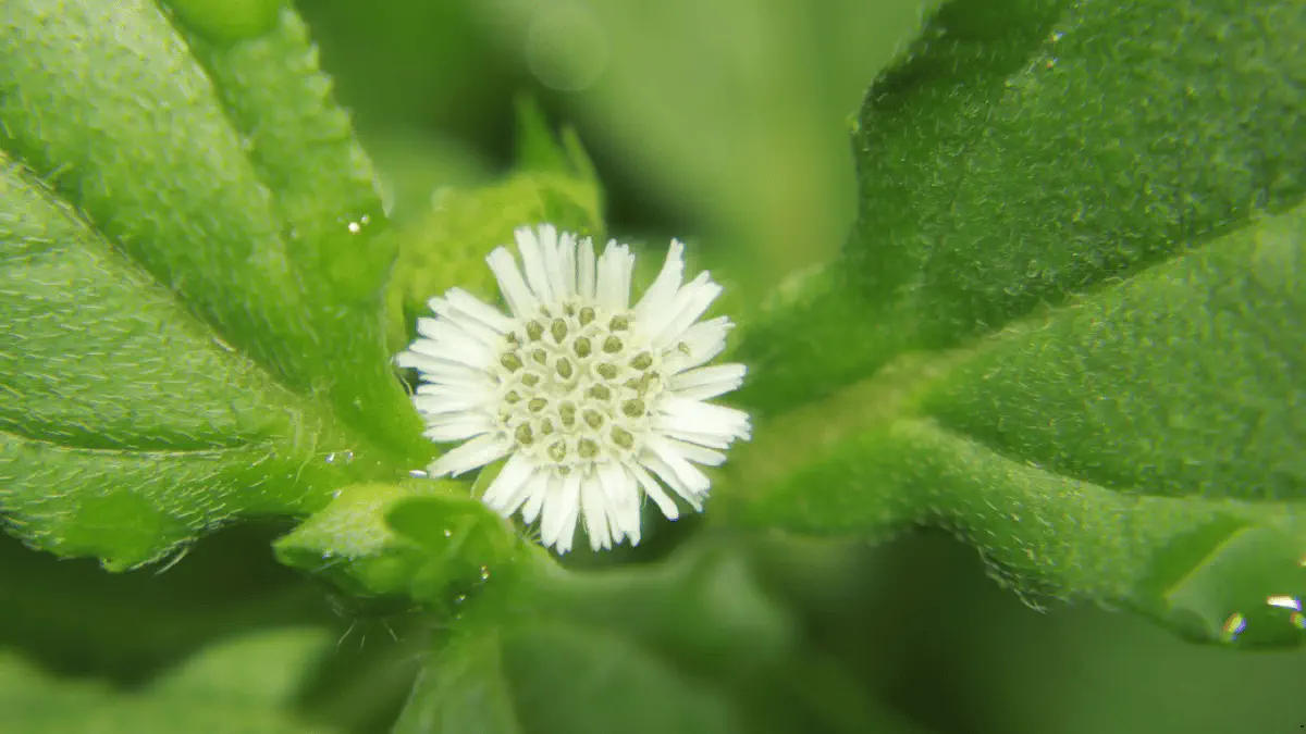 Bhringraj (Eclipta Alba)