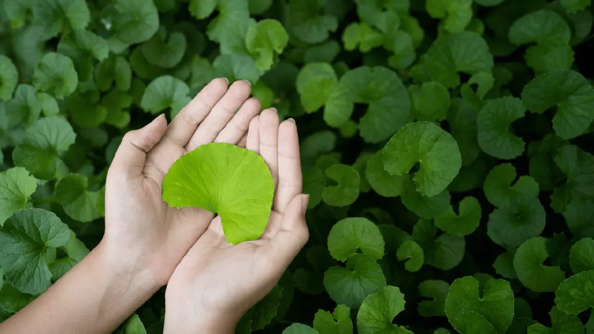 Gotu Kola (Centella Asiatica)