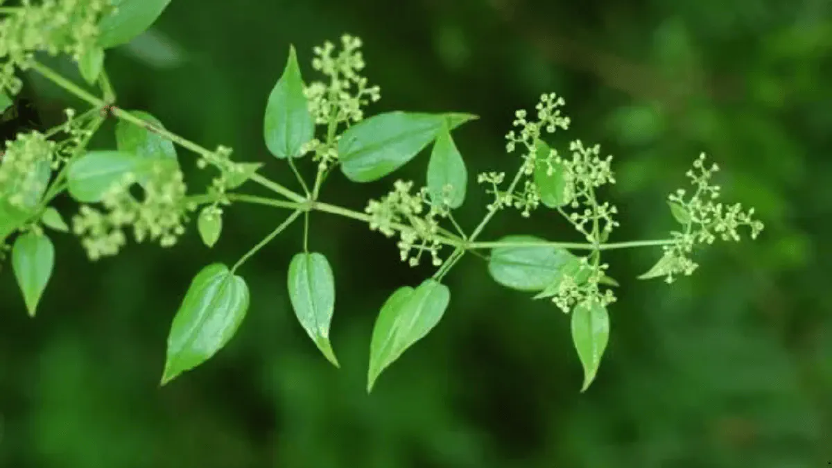 Manjistha (Rubia Cordifolia)