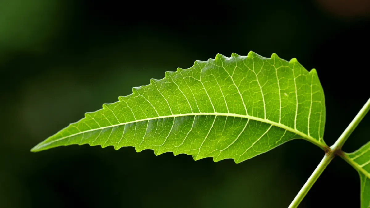Neem (Azadirachta Indica)