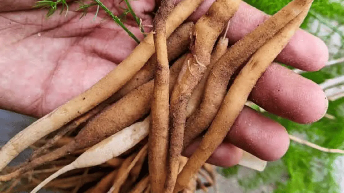 Shatavari (Asparagus Racemosus)
